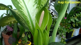 Care of dieffenbachia plant flowering on dieffenbachia [upl. by Roy]