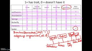 325 AP18 How to make a Cladogram [upl. by Wakerly959]