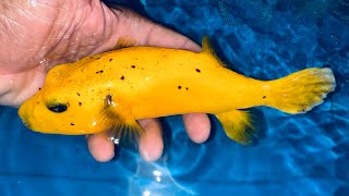 “TRULY GOLDEN” CHRISTMAS ISLAND Golden Pufferfish 8” [upl. by Zipporah]