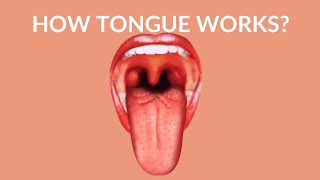 How Your Tongue Works  Human Tongue Video [upl. by Blanche]