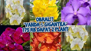 STOCK BARU VANDA amp GIGANTEA  175 RB DAPAT 2 PLANT no admin 085782741417 🙏💯 [upl. by Norag]