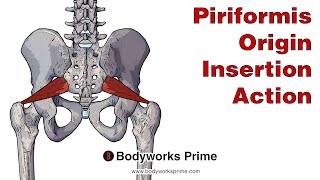 Piriformis Anatomy Origin Insertion amp Action [upl. by Vilberg]