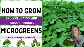 How to grow Broccoli Tatsoi amp Brussel Sprout MICROGREENS  Salad Mix [upl. by Earley659]