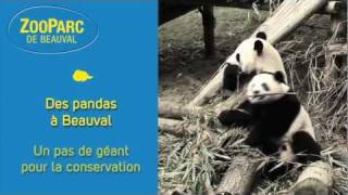 Des pandas à Beauval Mais doù viennentils [upl. by Tibbetts7]