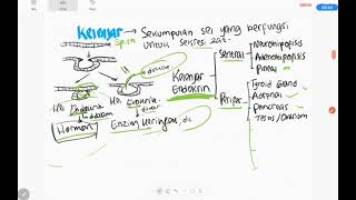 Fisiologi Dasar Basic Endokrinologi [upl. by Atinaw]