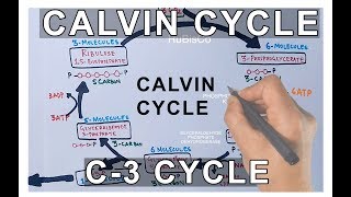 Photosynthesis  Calvin Cycle [upl. by Nie619]