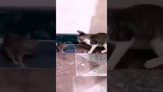 dogs end cats funny animals videos [upl. by Ikik863]