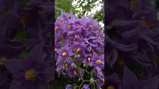 Blue potato bush  Solanum crispum  Náttskuggaplanta  Blómstrandi runnar  Eiturjurt [upl. by Dammahum]