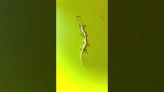 Lizards Fighting With Sound 🦎  short [upl. by Nivanod537]