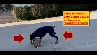 Good Correction Or Too Far   Beckman Dog Training Review [upl. by Berenice]