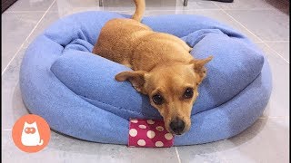 How to Build a Custom Dog Bed  DIY [upl. by Asuncion182]