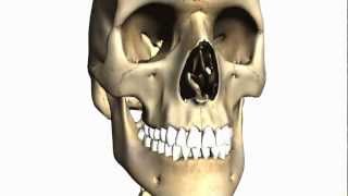 Foramina of the Skull and Cranial Fossae  Anatomy Tutorial PART 1 [upl. by Nerfe]