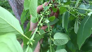 American Persimmon  Identifying Male and Female Flowers [upl. by Atnuahsal297]