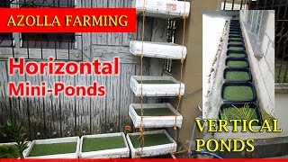 Azolla Farming Horizontal and Vertical MiniPond [upl. by Ahseek]