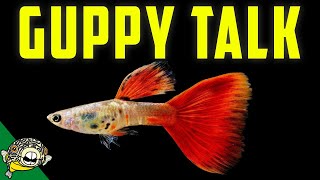 Lets talk Fancy Guppies Guppy Fish Live Stream [upl. by Evoy]