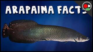 5 Facts About the Arapaima  Pirarucu [upl. by Rennane]