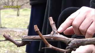 Pokaz cięcia winorośli w Winnicy Św Jakuba  dr Janusz Suszyna [upl. by Aelanej929]