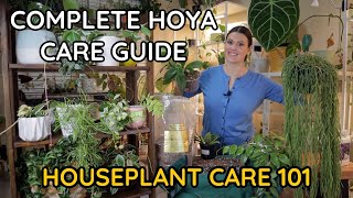 HOYA CARE Wax Plant Hoya Watering Lighting Blooms Repot Soil Fertilizing  Houseplant Care 101 [upl. by Surdna]