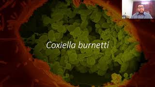 58 Coxiella burnetii [upl. by Ahsemot]