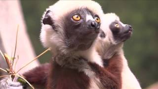 Baby Sifaka Lemur at Bronx Zoo [upl. by Knowle]