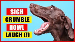 11 Sounds Dogs Make and What They Mean [upl. by Sansone567]