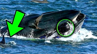 Whale Suddenly Swallowed A Diver 5 Minutes Later Everyone Was Extremely Shocked To See [upl. by Imot]