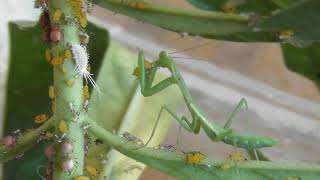 Small Praying Mantis eating aphids [upl. by Kendrah175]