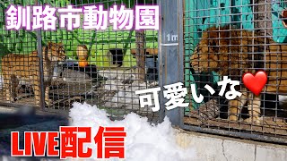 No2 釧路市動物園ライオン フウに会ってくる [upl. by Elletnahs470]