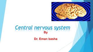 CNS Physiology Lecture 8 Pain analgesia system [upl. by Cinimod670]