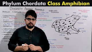 Class Amphibia Phyum Chordata kingdom animalia [upl. by Ataynik32]