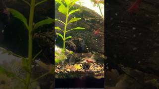 Bloodworm feeding FRENZY [upl. by Akemat771]