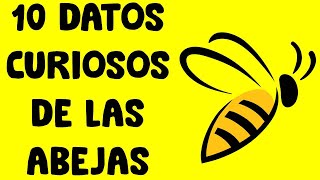 10 Datos Curiosos de las Abejas [upl. by Nalid]