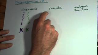 AS Chromosomes chromatids homologous pairs and bivalents [upl. by Adnarim962]