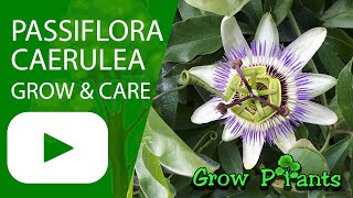 Passiflora caerulea  grow amp care Passion fruit [upl. by Aisenat]