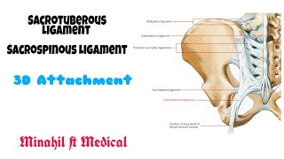 Sacrotuberous Ligament and Sacrospinous Ligament  3D Anatomy [upl. by Murtagh953]