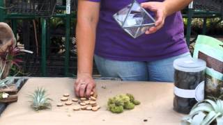 How to Make Tillandsia Air Plant Containers amp Terrariums [upl. by Htiduy295]