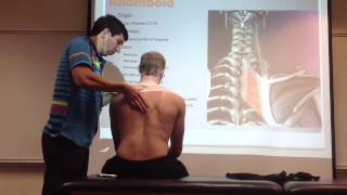 Rhomboid Manual Therapy Palpation and Stretch [upl. by Branch]