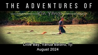 The Adventures of Yin Yang  Little Bay [upl. by Inirt]