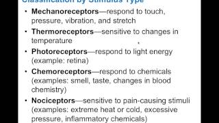 Chapter 131 Sensory Receptors BIO201 [upl. by Eloccin]