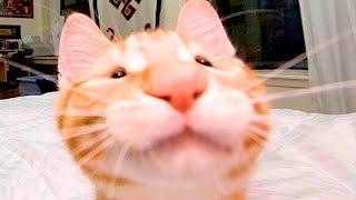 BEST CAT MEMES COMPILATION OF 2020  2021 PART 54 FUNNY CATS [upl. by Rawdan]