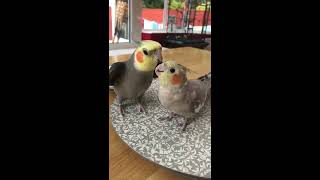 Happy Cockatiel Singing and Talking [upl. by Cory273]