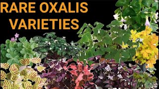 DIFFERENT VARIETIES OF OXALIS PLANT [upl. by Leaffar314]