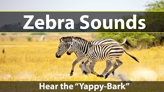 Zebra Sounds and Noises the YappyBark [upl. by Sparhawk783]