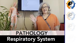 Respiratory System Pathologies [upl. by Nevag]