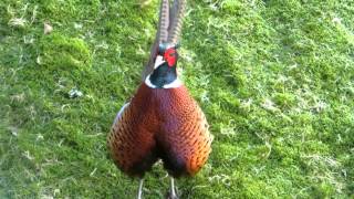 Common Pheasant demonstrating his sound [upl. by Anirdua]