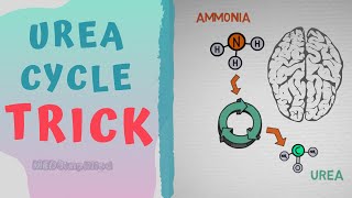 Urea cycle TRICK to MEMORIZE  HOW TO REMEMBER UREA CYCLE FOREVER [upl. by Imray]