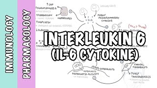 Immunology  Interleukin 6 IL6 physiology and IL6 antagonist pharmacology Tocilizumab [upl. by Riorsson]