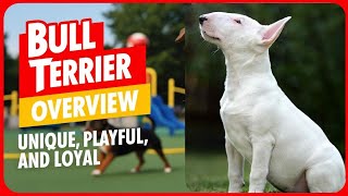 Bull Terrier Overview All You Need to Know [upl. by Nonie]