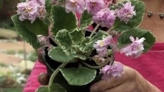 How to Trim Dead Blossoms From an African Violet  Gardening amp Flowers [upl. by Noteek125]