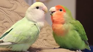 Lovebirds Singing amp Talking  Lovebirds As Pets [upl. by Anyad372]